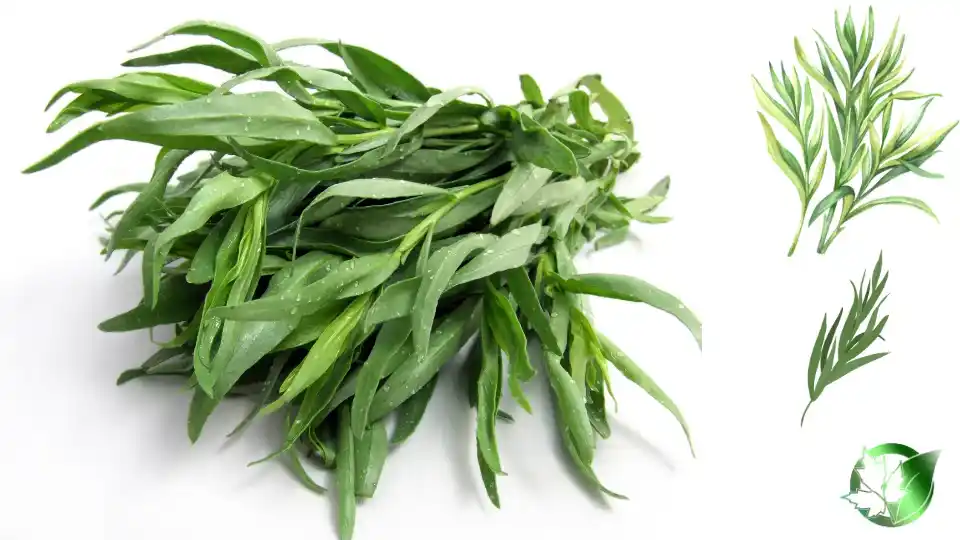 Wholesale packaging for Dried Tarragon can be planned for retail, foodservice, store-brand, or industrial-scale distribution.